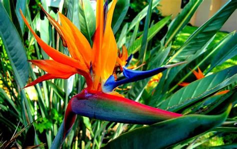 How To Grow Bird Of Paradise From Cuttings Slick Garden