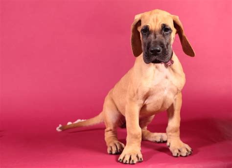 How To Crate Train A Great Dane Puppy Hello Danes