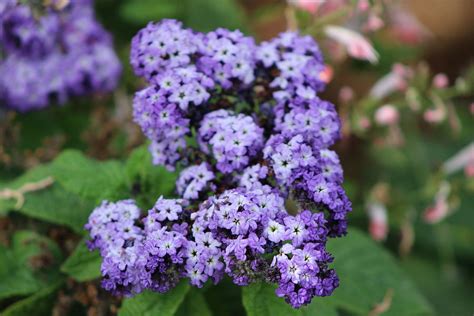 Purple Butterfly Bush Photograph by Colleen Cornelius | Fine Art America