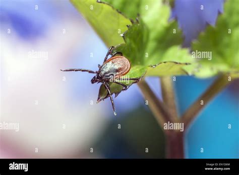 The Castor Bean Tick Ixodes Ricinus Stock Photo Alamy