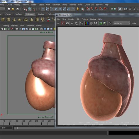 Testis 3d Model