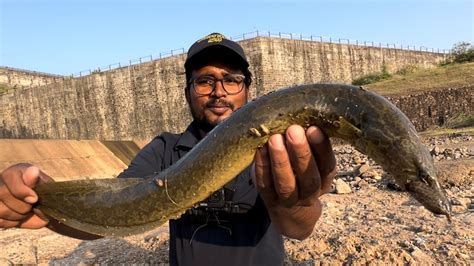 Amazing Eel Fishing Technique चढणच मस fish hunting KaalFisher