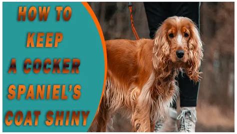 How To Keep A Cocker Spaniels Coat Shiny Amazing Tips