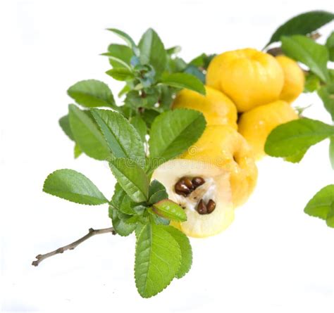 Yellow Fruits Of Chaenomeles Japonica Stock Image Image Of White