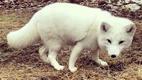 Adorable Pet Arctic Fox Starts Cracking Up Whenever He Hears Laughter ...