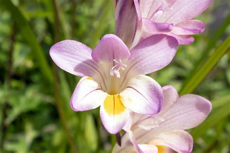 How To Grow And Care For Freesia