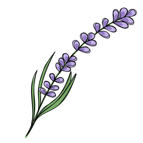 Doodle Clipart Line Art A Sprig Of Fresh Lavender Vector