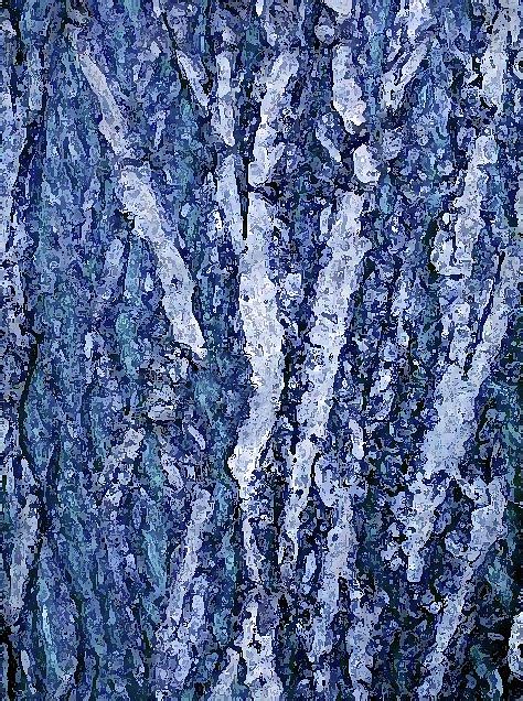 Bark Blue Photograph By Corinne Carroll Pixels