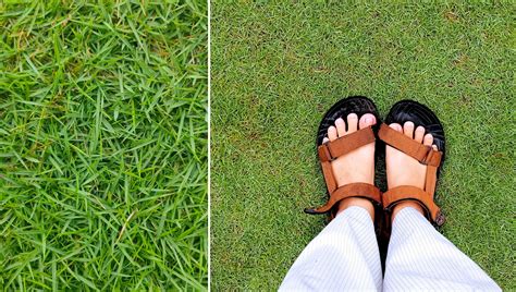 Como Plantar Grama Esmeralda No Jardim Passos