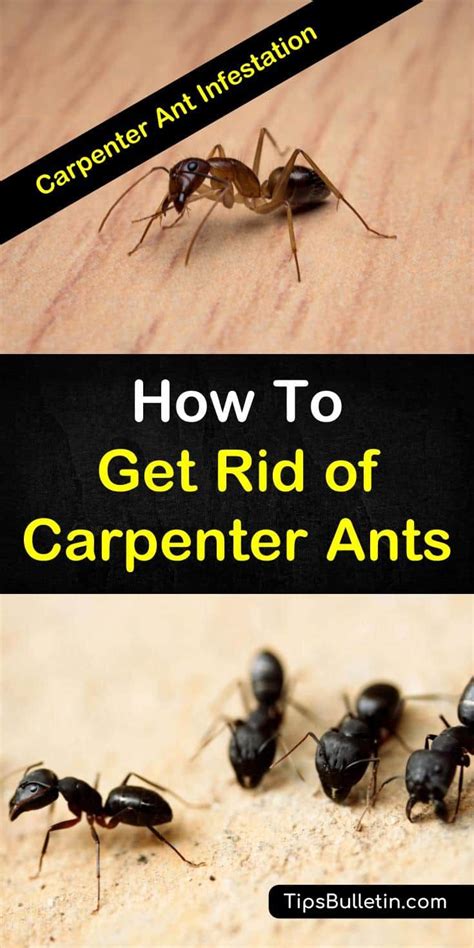 7 Ingenious Ways To Get Rid Of Carpenter Ants Get Rid Of Ants Kill