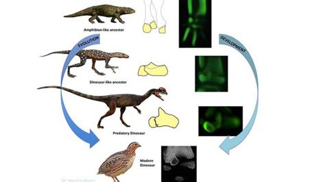 The Dinosaur Ankle Re-evolved Amphibian-like Development in Birds - Geology In