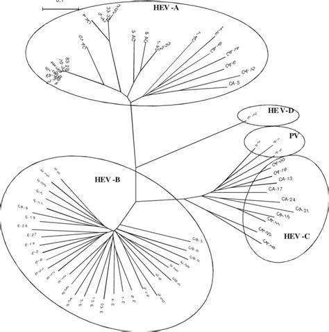 Fig Phylogenetic Relationships Among 12 Untypeable Strains And 40 Download Scientific Diagram