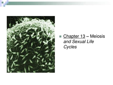 Chapter 13 Meiosis And Sexual Life Cycles Ppt Download