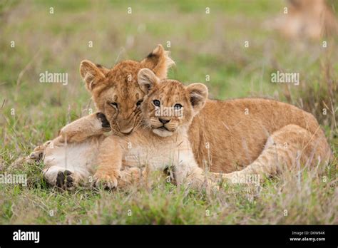 Lion cubs playing Stock Photo - Alamy