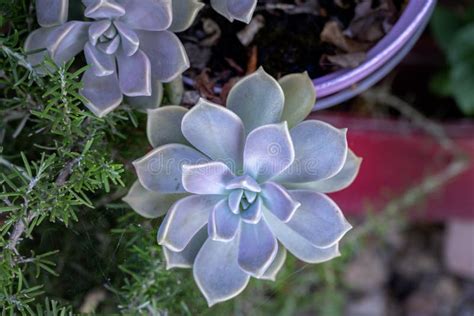 Ghost Plant Or Graptopetalum Paraguayense Stock Image Image Of