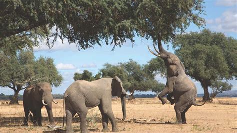 African Savanna Elephant — Global Conservation