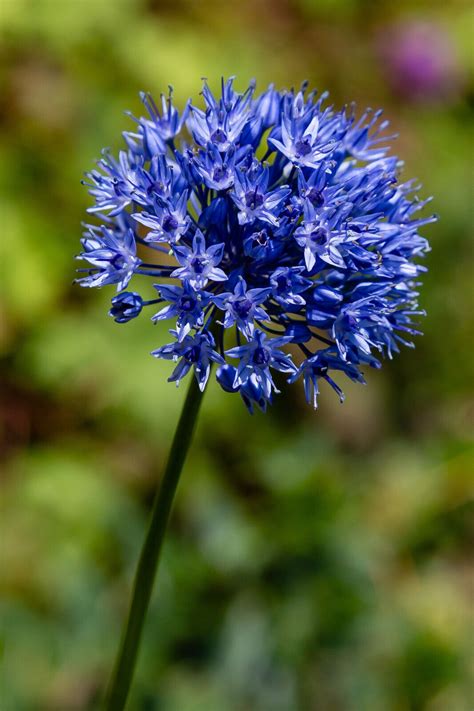 30 X Allium Caeruleum Azureum Blue Spring Flowering Bulbs Perennial