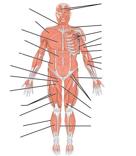 Anterior Skeletal Muscles Labeling Diagram Quizlet