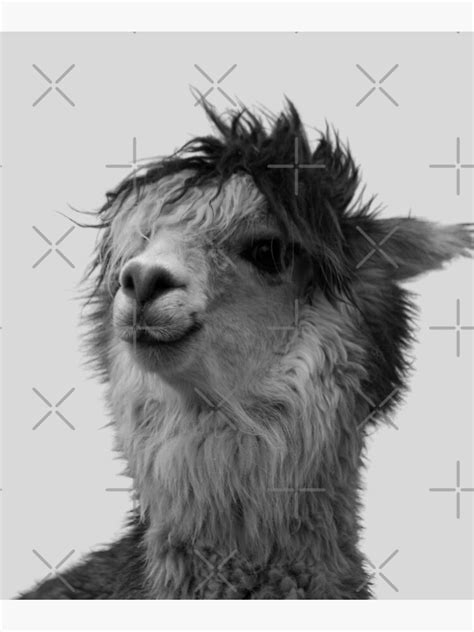 Black And White Alpaca Funny Llama Alpaca Lover Art Print For