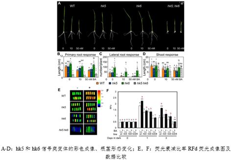 Fluorcam叶绿素荧光成像技术：作物基因功能与调控机制研究化工仪器网