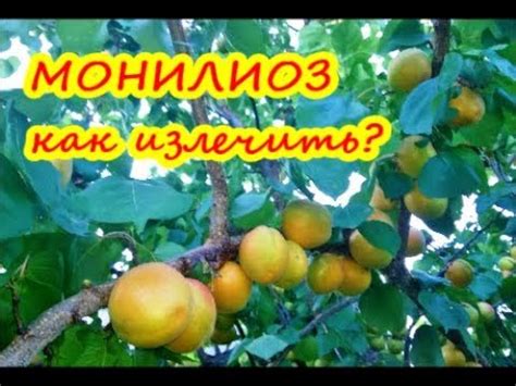 МОНИЛИОЗ косточковых / КАК БОРОТЬСЯ С МОНИЛИОЗОМ / Спасаем Абрикос ...