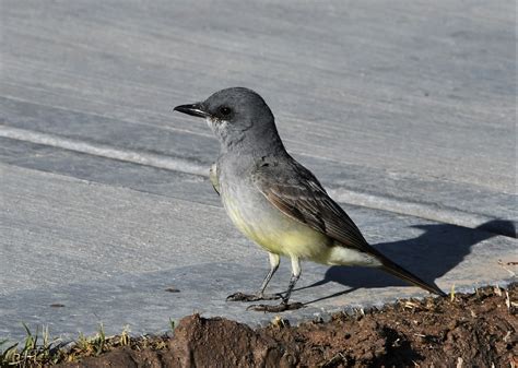 Cassin S Kingbird Tyrannus Vociferans Nikon D500 200 0 5 Flickr