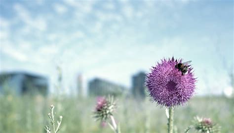 Steckbrief Wildbienen Deutsche Wildtier Stiftung