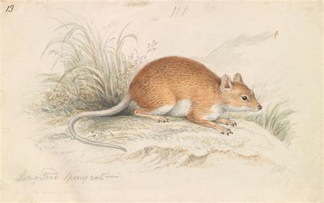 Long-tailed Spiny Rat, Charles Hamilton Drawing by Artokoloro - Pixels