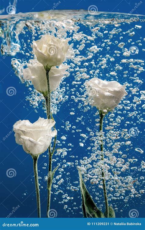 Flower Water Drops Bubbles Blue Background White Rose Aster ...