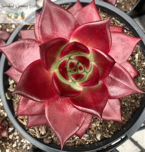 7 Best Red Succulents That Stay Red