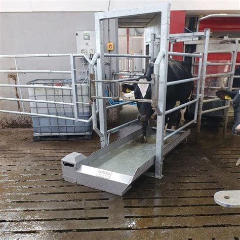 Keeping Your Herd Lameness Free With Cowcare Systems