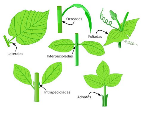 Órganos vegetales Hoja Atlas de Histología Vegetal y Animal