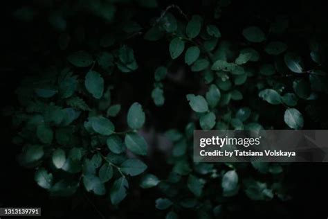 Huckleberry Pattern Photos And Premium High Res Pictures Getty Images