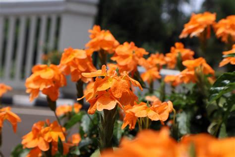 10 ORANGE MARMALADE CROSSANDRA Infundibuliformis Firecracker Flower