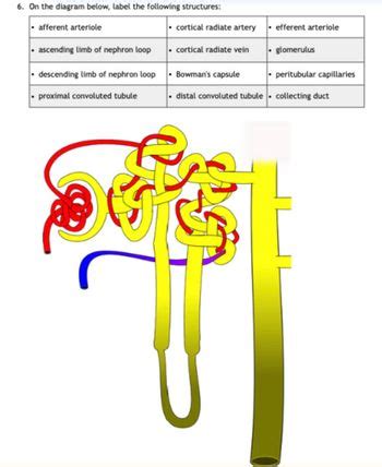 Answered: 6. On the diagram below, label the following structures: afferent arteriole ascending ...