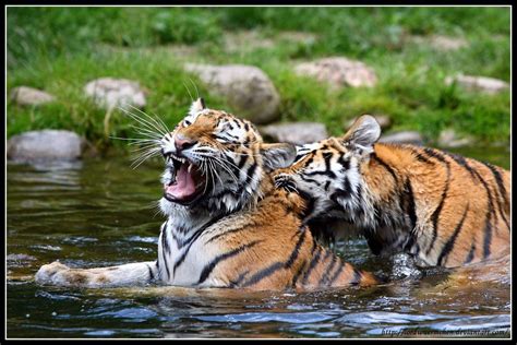 Bengal Tiger Mating | allaboutcatteryus