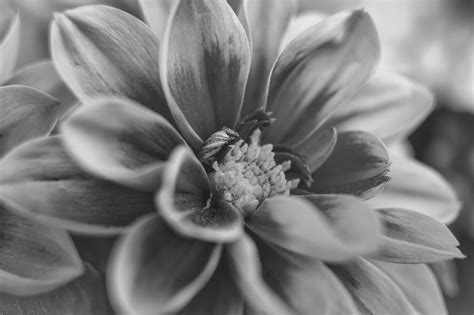 The Mysterious Beauty Of Black Dahlia Flower: Its Meaning, Properties ...