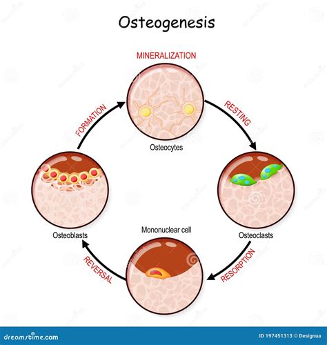 Remodelação óssea Descrever Um Processo De Ossificação Ilustração do