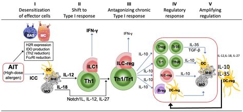 How the Immune System Responds to Allergy Immunotherapy