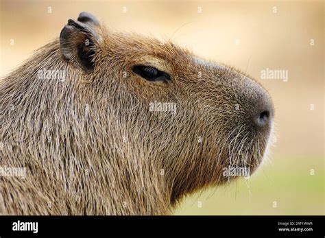 Capybara (Hydrochoerus capybara), lateral, profile Stock Photo - Alamy