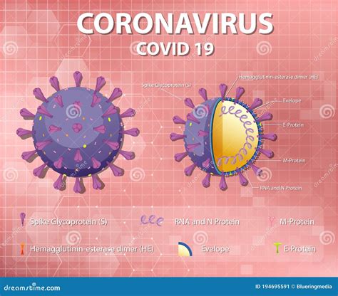 Diagram Of Corona Virus Particle Structure Cartoon Vector ...