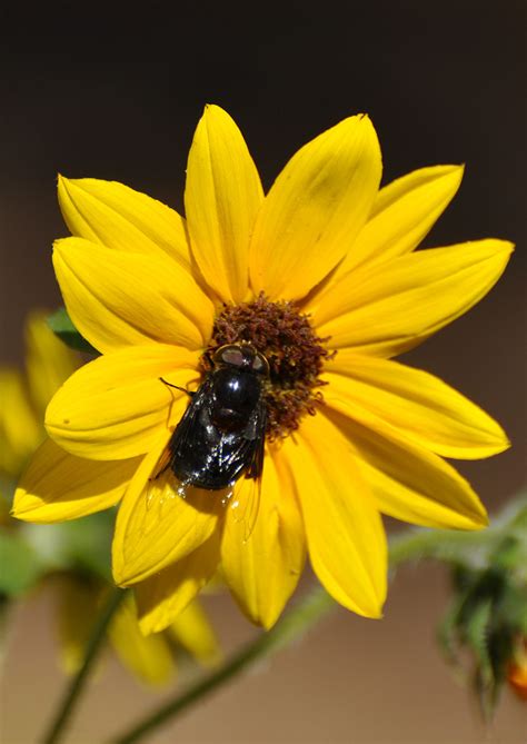 Swamp Sunflower | Native American Seed
