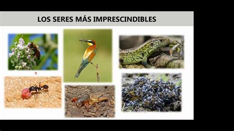 La Astucia De Los Insectos Con Jairo Robla Youtube