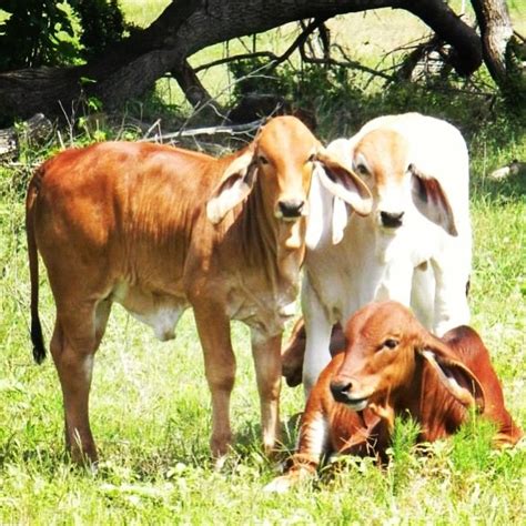 28 best images about Brahman on Pinterest | Cattle, Studs and Mom