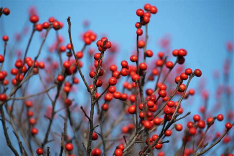 Solve Red Berries Blue Sky Jigsaw Puzzle Online With Pieces