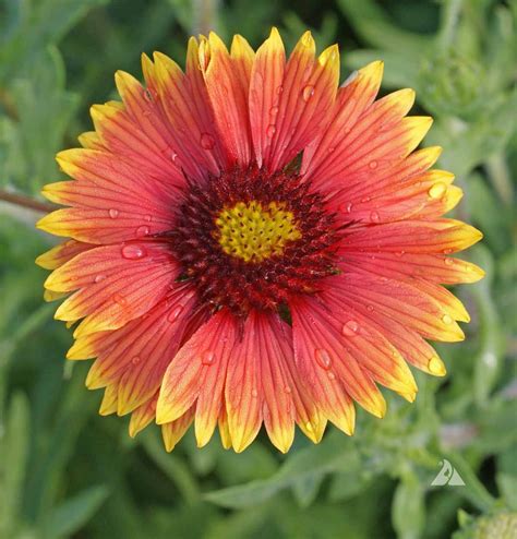 Indian Blanket (Gaillardia pulchella) | Applewood Seed Company