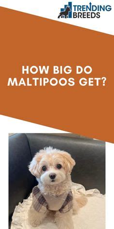 Maltipoos