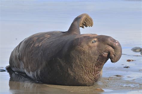 Northern Elephant Seal Marine Wildlife Of Four Mile Beach INaturalist