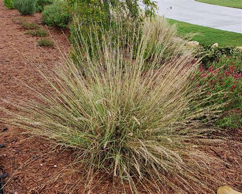 Bouteloua Curtipendula Sideoats Grama Eco Blossom Nursery