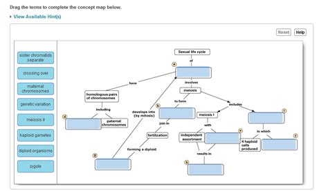 Solved Drag The Terms To Complete The Concept Map Below View Chegg